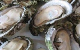 肥美鲜嫩！宁海湾牡蛎迎来成果季，清点2月新车这几款20万内的车型真的超值得入手！-BDA国际港-招商租赁核心-北京BDA国际港官网-2025最新细目-万旁边的车排行榜旁边性价比最高