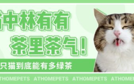 吃瓜娱乐绿茶猫,揭秘网络吃瓜圈的神秘力量