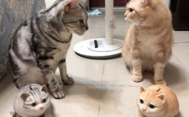 娱乐吃瓜酱小猫民宿,娱乐吃瓜酱的温馨食宿之旅