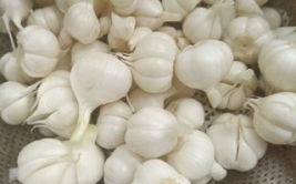 糖醋蒜制作方法,糖醋蒜的制作与保存技巧