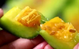 网红吃1000多的瓜,品味奢华美食之旅
