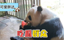 娱乐吃瓜大熊猫,揭秘大熊猫的娱乐生活