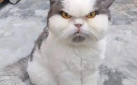 猫咪搞笑图片,猫咪表情包大盘点