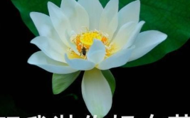 吃瓜网红八卦图,吃瓜图背后的惊人真相