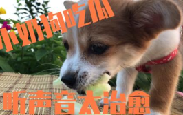 娱乐吃瓜酱拍照小狗狗,娱乐吃瓜酱与小狗狗的甜蜜互动